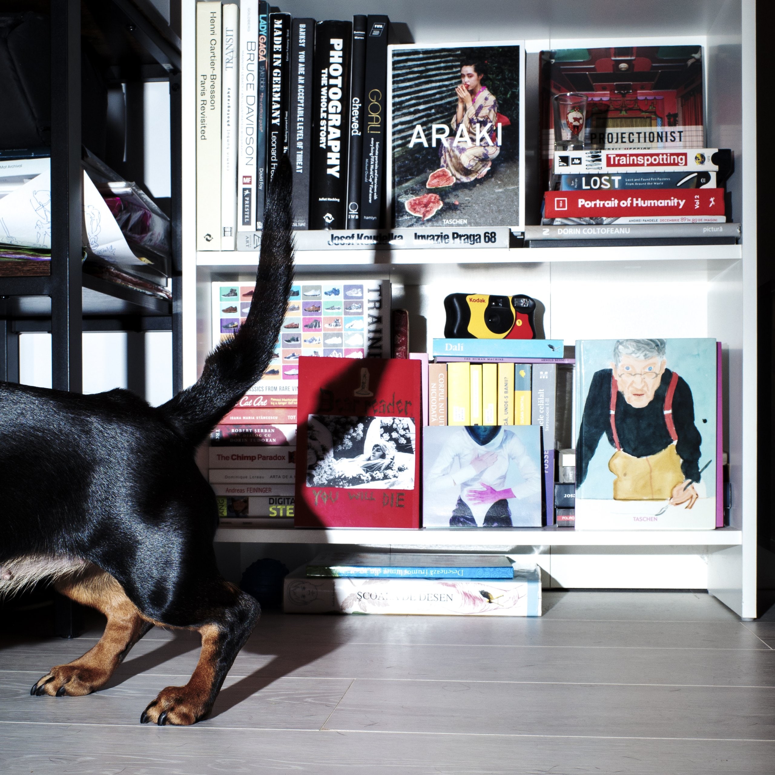 Toma's dachshund standing in front of a bookshelf.